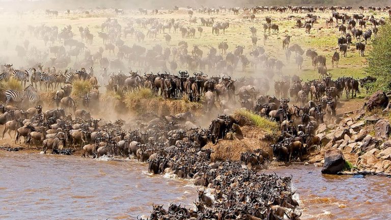 Wildebeest Migration Safari – 9 Days