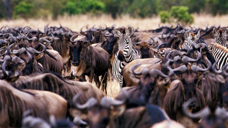 The Great Migration Safari – 8 Days